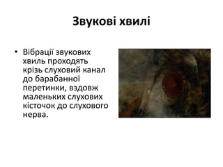 Звукові хвилі
• Вібрації звукових
хвиль проходять
крізь слуховий канал
до барабанної
перетинки, вздовж
маленьких слухових
кісточок до слухового
нерва.
 