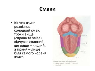 Смаки
• Кінчик язика
розпізнає
солодкий смак,
трохи вище
(справа та зліва)
відчуває солоний,
ще вище – кислий,
а гіркий – лише
біля самого кореня
язика.
 