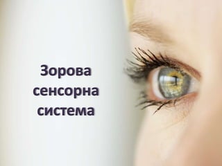 Зорова
сенсорна
система
 