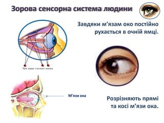Завдяки м’язам око постійно
рухається в очній ямці.
Зорова сенсорна система людини
М’язи ока
Розрізняють прямі
та косі м’язи ока.
 