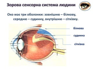Око має три оболонки: зовнішню – білкову,
середню – судинну, внутрішню – сітківку.
Зорова сенсорна система людини
білкова
судинна
сітківка
 