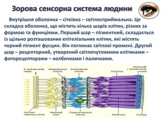 Зорова сенсорна система людини
Внутрішня оболонка – сітківка – світлосприймальна. Це
складна оболонка, що містить кілька шарів клітин, різних за
формою та функціями. Перший шар – пігментний, складається
із щільно розташованих епітеліальних клітин, які містять
чорний пігмент фусцин. Він поглинає світлові промені. Другий
шар – рецепторний, утворений світлочутливими клітинами –
фоторецепторами – колбочками і паличками.
 