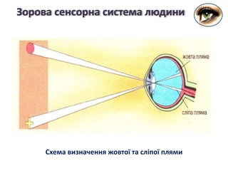 Зорова сенсорна система людини
Схема визначення жовтої та сліпої плями
 
