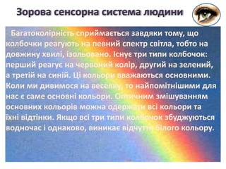 Багатоколірність сприймається завдяки тому, що
колбочки реагують на певний спектр світла, тобто на
довжину хвилі, ізольовано. Існує три типи колбочок:
перший реагує на червоний колір, другий на зелений,
а третій на синій. Ці кольори вважаються основними.
Коли ми дивимося на веселку, то найпомітнішими для
нас є саме основні кольори. Оптичним змішуванням
основних кольорів можна одержати всі кольори та
їхні відтінки. Якщо всі три типи колбочок збуджуються
водночас і однаково, виникає відчуття білого кольору.
Зорова сенсорна система людини
 