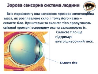 Всю порожнину ока заповнює прозора желеподібна
маса, як розплавлене скло, і тому його назва –
склисте тіло. Кришталик та склисте тіло пропускають
світлові промені всередину ока та заломлюють їх.
Склисте тіло ще
підтримує
внутрішньоочний тиск.
Зорова сенсорна система людини
Склисте тіло
 