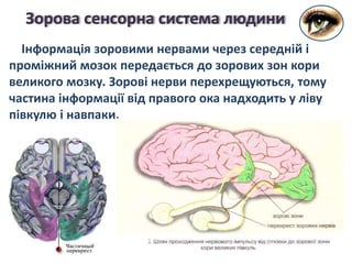 Інформація зоровими нервами через середній і
проміжний мозок передається до зорових зон кори
великого мозку. Зорові нерви перехрещуються, тому
частина інформації від правого ока надходить у ліву
півкулю і навпаки.
Зорова сенсорна система людини
 