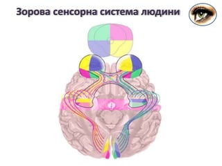 Зорова сенсорна система людини
 
