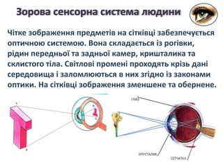 Чітке зображення предметів на сітківці забезпечується
оптичною системою. Вона складається із рогівки,
рідин передньої та задньої камер, кришталика та
склистого тіла. Світлові промені проходять крізь дані
середовища і заломлюються в них згідно із законами
оптики. На сітківці зображення зменшене та обернене.
Зорова сенсорна система людини
 