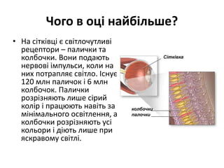 Чого в оці найбільше?
• На сітківці є світлочутливі
рецептори – палички та
колбочки. Вони подають
нервові імпульси, коли на
них потрапляє світло. Існує
120 млн паличок і 6 млн
колбочок. Палички
розрізняють лише сірий
колір і працюють навіть за
мінімального освітлення, а
колбочки розрізняють усі
кольори і діють лише при
яскравому світлі.
 