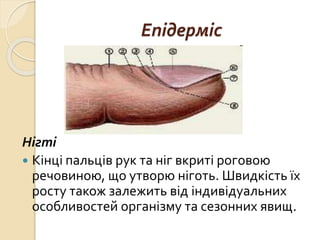 Епідерміс
Нігті
 Кінці пальців рук та ніг вкриті роговою
речовиною, що утворю ніготь. Швидкість їх
росту також залежить від індивідуальних
особливостей організму та сезонних явищ.
 