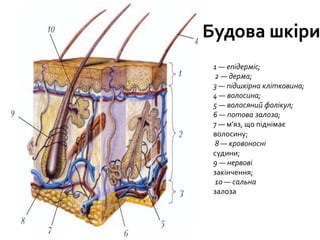 Будова шкіри
1 — епідерміс;
2 — дерма;
3 — підшкірна клітковина;
4 — волосина;
5 — волосяний фолікул;
6 — потова залоза;
7 — м’яз, що піднімає
волосину;
8 — кровоносні
судини;
9 — нервові
закінчення;
10 — сальна
залоза
 
