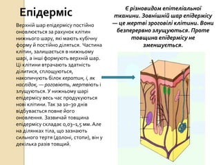 Епідерміс Є різновидом епітеліальної
тканини. Зовнішній шар епідермісу
— це мертві зроговілі клітини. Вони
безперервно злущуються. Проте
товщина епідермісу не
зменшується.
Верхній шар епідермісу постійно
оновлюється за рахунок клітин
нижнього шару, які мають кубічну
форму й постійно діляться. Частина
клітин, залишається в нижньому
шарі, а інші формують верхній шар.
Ці клітини втрачають здатність
ділитися, сплощуються,
накопичують білок кератин, і, як
наслідок, — роговіють, мертвіють і
злущуються. У нижньому шарі
епідермісу весь час продукуються
нові клітини.Так за 10–30 днів
відбувається повне його
оновлення. Зазвичай товщина
епідермісу складає 0,03–1,5 мм. Але
на ділянках тіла, що зазнають
сильного тертя (долоні, стопи), він у
декілька разів товщий.
 