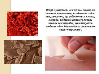 Шкіра лущиться і це є не чим іншим, як
очисним механізмом, який несе із собою
пил, речовини, що виділяються з залоз,
мікроби. Епідерміс утримує левову
частку всіх мікробів, що атакують
людське тіло. Ми повністю оновлюємо
наше "покриття".
 