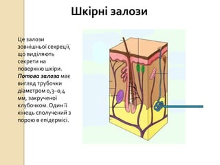 Шкірні залози
Це залози
зовнішньої секреції,
що виділяють
секрети на
поверхню шкіри.
Потова залоза має
вигляд трубочки
діаметром 0,3–0,4
мм, закрученої
клубочком.Один її
кінець сполучений з
порою в епідермісі.
 