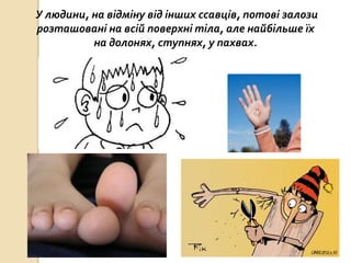 У людини, на відміну від інших ссавців, потові залози
розташовані на всій поверхні тіла, але найбільше їх
на долонях, ступнях, у пахвах.
 