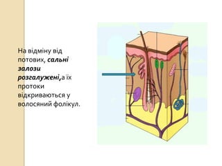 На відміну від
потових, сальні
залози
розгалужені,а їх
протоки
відкриваються у
волосяний фолікул.
 