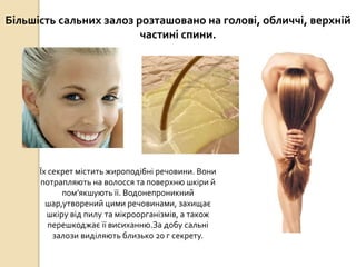 Більшість сальних залоз розташовано на голові, обличчі, верхній
частині спини.
Їх секрет містить жироподібні речовини. Вони
потрапляють на волосся та поверхню шкіри й
пом’якшують її. Водонепроникний
шар,утворений цими речовинами, захищає
шкіру від пилу та мікроорганізмів, а також
перешкоджає її висиханню.За добу сальні
залози виділяють близько 20 г секрету.
 