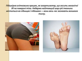 Підшкірна клітковина працює, як амортизатор, що гасить механічні
дії на поверхні тіла. Недарма найтовщий шар цієї тканини
міститься на сідницях і підошвах — вони весь час зазнають великого
тиску.
 