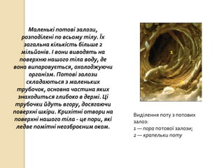 Маленькі потові залози,
розподілені по всьому тілу. Їх
загальна кількість більше 2
мільйонів. І вони виводять на
поверхню нашого тіла воду, де
вона випаровується, охолоджуючи
організм. Потові залози
складаються з маленьких
трубочок, основна частина яких
знаходиться глибоко в дермі. Ці
трубочки йдуть вгору, досягаючи
поверхні шкіри. Крихітні отвори на
поверхні нашого тіла - це пори, які
ледве помітні неозброєним оком.
1
2
Виділення поту з потових
залоз:
1 — пора потової залози;
2 — крапельки поту
 