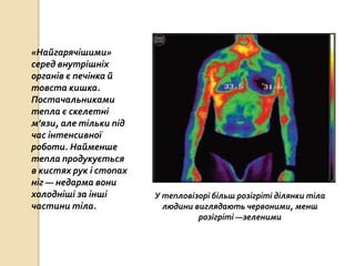 «Найгарячішими»
серед внутрішніх
органів є печінка й
товста кишка.
Постачальниками
тепла є скелетні
м’язи, але тільки під
час інтенсивної
роботи. Найменше
тепла продукується
в кистях рук і стопах
ніг — недарма вони
холодніші за інші
частини тіла.
У тепловізорі більш розігріті ділянки тіла
людини виглядають червоними, менш
розігріті —зеленими
 
