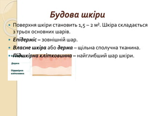 Будова шкіри
 Поверхня шкіри становить 1,5 – 2 м². Шкіра складається
з трьох основних шарів.
 Епідерміс – зовнішній шар.
 Власне шкіра або дерма – щільна сполучна тканина.
 Підшкірна клітковинна – найглибший шар шкіри.
 