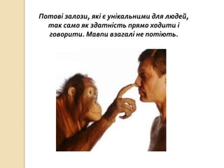 Потові залози, які є унікальними для людей,
так само як здатність прямо ходити і
говорити. Мавпи взагалі не потіють.
 