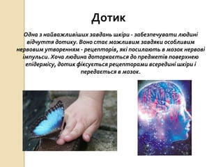 Дотик
Одна з найважливіших завдань шкіри - забезпечувати людині
відчуття дотику. Воно стає можливим завдяки особливим
нервовим утворенням - рецепторів, які посилають в мозок нервові
імпульси. Хоча людина доторкається до предметів поверхнею
епідермісу, дотик фіксується рецепторами всередині шкіри і
передається в мозок.
 