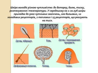 Шкіра володіє різною чутливістю: до доторку, болю, тиску,
розтягування і температури.У середньому на 1 см.куб шкіри
припадає до 5000 чутливих закінчень, 200 больових, 12
холодових рецепторів, 2 теплових і 25 рецепторів, що реагують
на тиск.
 