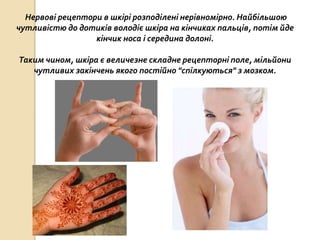 Нервові рецептори в шкірі розподілені нерівномірно. Найбільшою
чутливістю до дотиків володіє шкіра на кінчиках пальців, потім йде
кінчик носа і середина долоні.
Таким чином, шкіра є величезне складне рецепторні поле, мільйони
чутливих закінчень якого постійно "спілкуються" з мозком.
 