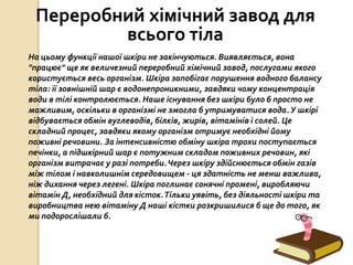 Переробний хімічний завод для
всього тіла
На цьому функції нашої шкіри не закінчуються. Виявляється, вона
"працює" ще як величезний переробний хімічний завод, послугами якого
користується весь організм. Шкіра запобігає порушення водного балансу
тіла: її зовнішній шар є водонепроникними, завдяки чому концентрація
води в тілі контролюється. Наше існування без шкіри було б просто не
можливим, оскільки в організмі не змогла б утримуватися вода.У шкірі
відбувається обмін вуглеводів, білків, жирів, вітамінів і солей. Це
складний процес, завдяки якому організм отримує необхідні йому
поживні речовини. За інтенсивністю обміну шкіра трохи поступається
печінки, а підшкірний шар є потужним складом поживних речовин, які
організм витрачає у разі потреби.Через шкіру здійснюється обмін газів
між тілом і навколишнім середовищем - ця здатність не менш важлива,
ніж дихання через легені. Шкіра поглинає сонячні промені, виробляючи
вітамін Д, необхідний для кісток.Тільки уявіть, без діяльності шкіри та
виробництва нею вітаміну Д наші кістки розкришилися б ще до того, як
ми подорослішали б.
 