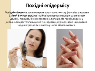 Похідні епідермісу
Похідні епідермісу, що виконують додаткову захисну функцію, є волосся
й нігті. Волосся вкриває майже всю поверхню шкіри, за винятком
долонь, підошов, бічних поверхонь пальців. На голові людини у
середньому росте близько 100 тис. волосин, і хоча 75–100 з них людина
щодня втрачає, їх кількість у нормі відновлюється.
 