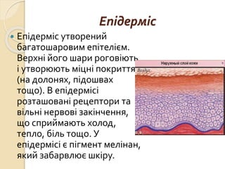 Епідерміс
 Епідерміс утворений
багатошаровим епітелієм.
Верхні його шари роговіють
і утворюють міцні покриття
(на долонях, підошвах
тощо). В епідермісі
розташовані рецептори та
вільні нервові закінчення,
що сприймають холод,
тепло, біль тощо. У
епідермісі є пігмент мелінан,
який забарвлює шкіру.
 