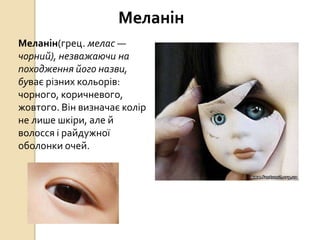 Меланін(грец. мелас —
чорний), незважаючи на
походження його назви,
буває різних кольорів:
чорного, коричневого,
жовтого. Він визначає колір
не лише шкіри, але й
волосся і райдужної
оболонки очей.
Меланін
 