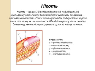 Ніготь — це щільна рогова пластинка, яка лежить на
нігтьовому ложі. Ложе з боків обмежене шкірними складками —
нігтьовими валиками. Росте ніготь унаслідок поділу клітин кореня
нігтя так само, як росте волосся. Швидкість росту нігтя складає
близько 0,5 мм на місяць на руках і 0,15 мм на місяць на ногах.
Ніготь
Будова нігтя:
1 — рогова пластинка;
2 — нігтьове ложе;
3 — фаланга пальця;
4 — корінь нігтя;
5 — нігтьовий валик
 