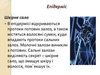 Епідерміс
Шкірне сало
 В епідермісі відкриваються
протоки потових залоз, а також
містяться волосяні сумки, куди
впадають протоки сальних
залоз. Молочні залози виникли
з потових. Сальні залози
виділяють секрет – шкірне
сало, що змащує шкіру і
волосся, пом`якшує їх.
 