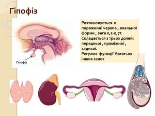 Гіпофіз
Розташовується в
порожнині черепа , овальної
форми , вага 0,5-0,7г.
Складається з трьох долей:
передньої , проміжної ,
задньої.
Регулює функції багатьох
інших залоз
 
