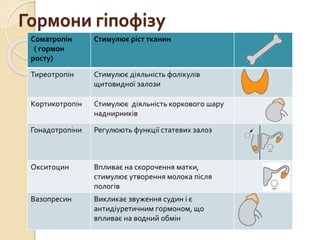 Гормони гіпофізу
Соматропін
( гормон
росту)
Стимулює ріст тканин
Тиреотропін Стимулює діяльність фолікулів
щитовидної залози
Кортикотропін Стимулює діяльність коркового шару
наднирників
Гонадотропіни Регулюють функції статевих залоз
Окситоцин Впливає на скорочення матки,
стимулює утворення молока після
пологів
Вазопресин Викликає звуження судин і є
антидіуретичним гормоном, що
впливає на водний обмін
 
