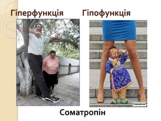 Гіперфункція Гіпофункція
Соматропін
 
