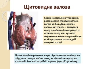 Щитовидна залоза
Схоже на метелика утворення,
розташоване спереду гортані,
вагою 30-60 г. Два «крила»
цього «метелика» - тягнуться
вгору по обидва боки трахеї. Ці
«крила» сполучені вузькою
смужкою тканини - перешийком,
який проходить по передній
поверхні трахеї.
Вплив на обмін речовин, на ріст і розвиток організму, на
збудливість нервової системи, на діяльність серця, на
кровообіг і на інші потрібні і корисні функції організму.
 