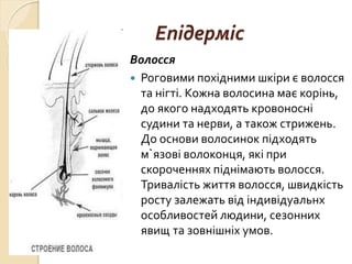 Епідерміс
Волосся
 Роговими похідними шкіри є волосся
та нігті. Кожна волосина має корінь,
до якого надходять кровоносні
судини та нерви, а також стрижень.
До основи волосинок підходять
м`язові волоконця, які при
скороченнях піднімають волосся.
Тривалість життя волосся, швидкість
росту залежать від індивідуальнх
особливостей людини, сезонних
явищ та зовнішніх умов.
 
