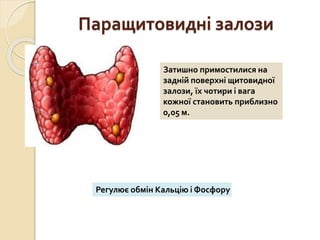 Паращитовидні залози
Затишно примостилися на
задній поверхні щитовидної
залози, їх чотири і вага
кожної становить приблизно
0,05 м.
Регулює обмін Кальцію і Фосфору
 