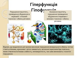 Гіперфункція
ГіпофункціяПорушення імунітету ,
проведення збудження в
нервовій і м'язовій
тканинах і обміну речовин
Зниження імунітету,
порушення проведення
збудження в нервових і
мязових тканинах і обміну
речовин
Відомо, що видалення цієї залози викликає порушення мінерального обміну: кістки
стають м'якими, крихкими і легко ламаються, загоєння переломів йде повільно,
може з'являтися м'язова слабкість, неповороткість, так само виникають і психічні
порушення.
 