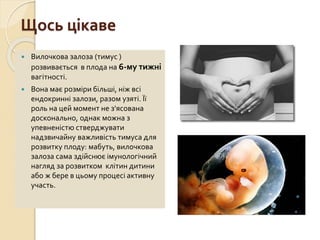 Щось цікаве
 Вилочкова залоза (тимус )
розвивається в плода на 6-му тижні
вагітності.
 Вона має розміри більші, ніж всі
ендокринні залози, разом узяті. Її
роль на цей момент не з'ясована
досконально, однак можна з
упевненістю стверджувати
надзвичайну важливість тимуса для
розвитку плоду: мабуть, вилочкова
залоза сама здійснює імунологічний
нагляд за розвитком клітин дитини
або ж бере в цьому процесі активну
участь.
 