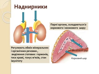 Наднирники
Парні органи, складаються із
коркового і мозкового шару
Регулюють обмін мінеральних
і органічних речовин ,
виділення статевих гормонів,
тиск крові, тонус м'язів, стан
імунітету
Мозковий шар
Корковий шар
 