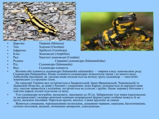 • Царство: Тварини (Metazoa)
• Тип: Хордові (Chordata)
• Інфратип: Хребетні (Vertebrata)
• Клас: Земноводні (Amphibia)
• Ряд: Хвостаті земноводні (Caudata)
• Родина: Справжні саламандри (Salamandridae)
• Рід: Саламандра (Salamandra)
• Вид: Саламандра плямиста
• Вогняна або плямиста саламандра (Salamandra salamandra) — тварина класу земноводних роду
Саламандра (Salamandra). Назва «плямиста саламандра» відноситься також і до іншого виду,
Ambystoma maculatum, як і родова назва посилається на велику групу саламандр — хвостатих
земноводних із струнким тілом.
• На території України вид зустрічається в Закарпатській, Івано-Франківській, Чернівецькій та
Львівській областях, де живе у букових і смерекових лісах Карпат, піднімається до верхньої межі
лісу, населяє криволісся і полонини, зустрічається на узліссях і зрубах. Надає перевагу біотопам з
товстим шаром лісової підстилки та моху.
• Тіло саламандри незграбне, валькувате, завдовжки до 20 см. Забарвлення тіла чорне (маскувальне
та застережливе) з яскраво-жовтими плямами неправильної форми (деякі особини можуть їх не
мати), малюнок мінливий. Паротиди крупні, випуклі. Самки крупніші за самців
• Живиться слимаками, черепашковими молюсками, дощовими червами, павуками, багатоніжками,
гусінью метеликів, жуками, личинками двокрилих, одноденками..
 