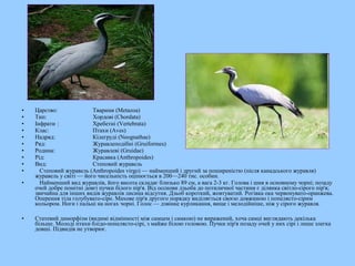 • Царство: Тварини (Metazoa)
• Тип: Хордові (Chordata)
• Інфрати : Хребетні (Vertebrata)
• Клас: Птахи (Aves)
• Надряд: Кілегруді (Neognathae)
• Ряд: Журавлеподібні (Gruiformes)
• Родина: Журавлеві (Gruidae)
• Рід: Красавка (Anthropoides)
• Вид: Степовий журавель
• Степовий журавель (Anthropoides virgo) — найменший і другий за поширеністю (після канадського журавля)
журавель у світі — його чисельність оцінюється в 200—240 тис. особин.
• Найменший вид журавлів, його висота складає близько 89 см, а вага 2-3 кг. Голова і шия в основному чорні; позаду
очей добре помітні довгі пучки білого пір'я. Від осснови дзьоба до потиличної частини є ділянка світло-сірого пір'я;
звичайна для інших видів журавлів лисина відсутня. Дзьоб короткий, жовтуватий. Рогівка ока червонувато-оранжева.
Оперення тіла голубувато-сіре. Махове пір'я другого порядку виділяється своєю довжиною і попелясто-сірим
кольором. Ноги і пальці на ногах чорні. Голос — дзвінке курликання, вище і мелодійніше, ніж у сірого журавля.
• Статевий диморфізм (видимі відмінності між самцем і самкою) не виражений, хоча самці виглядають декілька
більше. Молоді птахи блідо-попелясто-сірі, з майже білою головою. Пучки пір'я позаду очей у них сірі і лише злегка
довші. Підвидів не утворює.
 