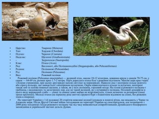 • Царство: Тварини (Metazoa)
• Тип: Хордові (Chordata)
• Підтип: Черепні (Craniata)
• Надклас: Щелепні (Gnathostomata)
• - Зауропсиди (Sauropsida)
• Клас: Птахи (Aves)
• Ряд: Веслоногі, або Пеліканоподібні (Steganopodes, або Pelecaniformes)
• Родина: Пеліканові (Pelecanidae)
• Рід: Пелікани (Pelecanus)
• Вид: Рожевий пелікан
• Рожевий пелікан (Pelecanus onocrotalus) — великий птах, масою 10-12 кілограм, довжина крила у самців 70-75 см, у
самок — 64-69 см, розмах крил 1.7-2 метри. Пір'я дорослого птаха біле з рожевим відтінком. Махові пера крил чорні
з білими стрижнями, при цьому другорядні махові світліші за першорядні. Навколо ока є неопірене кільце жовтого
або сірого кольору, що змикається з неопіреною вуздечкою. Окрім навколоочного кільця та вуздечки, неопірені
також лоб та основа нижньої щелепи, а також, як у всіх пеліканів, горловий міхур. На голові в рожевого пелікана є
гребінець з видовжених та загострених пер, але не такий великий, як у кучерявого пелікана. Половий деморфізм в
цього виду виражений слабо — самці та самиці зовні майже не відрізняються, тільки незначно за розміром (самці
трохи крупніші). Молоді птахи (на першому році життя) сірувато-бурі з блакитним відливом на спині, без рожевих
тонів в оперенні.
• На території України у 1-й половині 20 сторіччя невеликі колонії існували в пониззі річок, що впадають у Чорне та
Азовське моря. Після Другої Світової війни гніздування на території України не спостерігалося, але починаючи з
2000 року поодинокі гнізда рожевого пелікану час від часу виявляються співробітниками Дунайського біосферного
заповідника в українській частині дельти Дунаю.
 