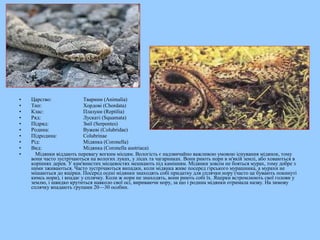 • Царство: Тварини (Animalia)
• Тип: Хордові (Chordata)
• Клас: Плазуни (Reptilia)
• Ряд: Лускаті (Squamata)
• Підряд: Змії (Serpentes)
• Родина: Вужеві (Colubridae)
• Підродина: Colubrinae
• Рід: Мідянка (Coronella)
• Вид: Мідянка (Coronella austriaca)
• Мідянки віддають перевагу вогким місцям. Вологість є надзвичайно важливою умовою існування мідянок, тому
вони часто зустрічаються на вологих луках, у лісах та чагарниках. Вони риють нори в м'якій землі, або ховаються в
коріннях дерев. У кам'янистих місцевостях мешкають під камінням. Мідянки зовсім не бояться мурах, тому добре з
ними зживаються. Часто зустрічаються випадки, коли мідянка живе посеред гірського мурашника, а мурахи не
мішаються до ящірки. Посеред осені мідянки знаходять собі придатну для сплячки нору (часто це бувають покинуті
кимсь нори), і впадає у сплячку. Коли ж нори не знаходять, вони риють собі їх. Ящірки встромлюють свої голови у
землю, і швидко крутиться навколо свої осі, вириваючи нору, за що і родина мідянки отримала назву. На зимову
сплячку впадають групами 20—30 особин.
 