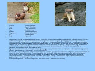 • Царство: Тварини (Metazoa)
• Тип: Хордові (Chordata)
• Клас: Ссавці (Mammalia)
• Ряд: Хижі (Carnivora)
• Родина: Куницеві (Mustelidae)
• Підродина: Куницеві (Mustelidae)
• Рід: Куниця (Martes)
• Вид: Горностай
• Горностай — хижак. Полює на маленьких, а іноді й більших за себе ссавців, переважно на гризунів. Нищить пташині гнізда —
найбільше потерпають від нього жайворонки, ластівки, рябчики і навіть тетеруки. Коли бракує звичного корму, горностаї
полюють на змій, ящірок, жаб, а в скрутну годину не гребують і ягодами ялівника. Така всеїдність — одна з характерних рис
родини куницевих, до якої належить горностай. Невибагливий він і до місцевості, де селиться. Ведучи наземний спосіб життя,
тварина будь-де почувається зручно і затишно: під купою каміння, в густому чагарнику, в старій кротячій норі або в першій-
ліпшій заглибині просто неба. Буває, нишпорить по чужих норах, віроломно нападає і знищує їх господарів. Усе це —
свідчення високих адаптивних можливостей звірка.
• При народженні вони важать усього три-чотири грами, через місяць прозрівають, а ще через два — стають цілком дорослими.
Дорослі тварини мають у довжину від 16 до 38 сантиметрів.
• Горностай — вправний плавець, добре лазить по деревах, непогано орієнтується в підземних лабіринтах, швидко пересувається
у снігу. В цьому звіркові допомагає гнучке видовжене тіло, загострена мордочка з короткими, майже трикутними вухами,
гострі пазурі, Горностай належить до тих рідкісних видів хижаків, які роблять неоціненну послугу людині, знищуючи
шкідливих гризунів. А ще звірків цінують за їх м'яке, густе хутро, взимку — сліпучо-біле, окрім чорного кінчика хвоста, і
рудувато-буре — о теплій порі року.
• Поширений горностай у лісостепових районах Західного Сибіру і Північного Казахстану.
 