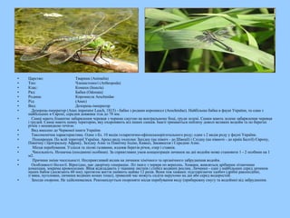 • Царство: Тварини (Animalia)
• Тип: Членистоногі (Arthropoda)
• Клас: Комахи (Insecta)
• Ряд: Бабки (Odonata)
• Родина: Коромисла Aeschnidae
• Рід: (Anax)
• Вид: Дозорець-імператор
• Дозорець-імператор (Anax imperator Leach, 1815) - бабка з родини коромисел (Aeschnidae). Найбільша бабка в фауні України, та одна з
найбільших в Європі, середня довжина тіла до 78 мм.
• Самці мають блакитне забарвлення черевця з чорною смугою на вентральному боці, груди зелені. Самки мають зелене забарвлення черевця
і грудей. Самці мають певну територію, яку охороняють від інших самців. Імаго тримаються поблизу доволі великих водойм та по берегах
річок з нешвидкою течією.
• Вид внесено до Червоної книги України
• Таксономічна характеристика. Один з бл. 10 видів голарктично-ефіопськоорієнтального роду; один з 2 видів роду у фауні України.
• Поширення. По всій території України. Ареал виду охоплює Західну (на північ - до Швеції) і Східну (на півночі - до країн Балтії) Європу,
Північну і Центральну Африку, Зазідну Азію та Північну Індію, Кавказ, Закавказзя і Середню Азію.
• Місця перебування. Узлісся та лісові галявини, вздовж берегів річок, озер і ставків.
• Чисельність. Незначна (поодинокі особини). За сприятливих умов концентрація личинок на дні водойм може становити 1 - 2 особини на 1
м2.
• Причини зміни чисельності. Несприятливий вплив на личинок хімічного та органічного забруднення водойм.
• Особливості біології. Вірогідно, має дворічну генерацію. Літ імаго з червня по вересень. Хижаки, живляться дрібними літаючими
комахами, зокрема кровососами. Яйця відкладають у тканини листків і стебел водяних рослин. Личинки - одні з найбільших серед личинок
інших бабок (досягають 60 мм); протягом життя линяють майже 12 разів. Вони теж хижаки: підстерігаючи здобич (дрібні ракоподібні,
п’явки, пуголовки, личинки водяних комах тощо), тривалий час можуть сидіти нерухомо на дні або серед водоростей.
• Заходи охорони. Не здійснювалися. Рекомендується охороняти місця перебування виду (прибережну смугу та водойми) від забруднення.
 